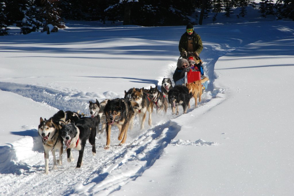 Winter Dog Sled Adventure Colorado