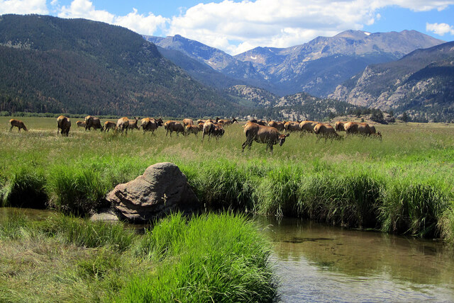 Wildlife in Buena Vista Colorado