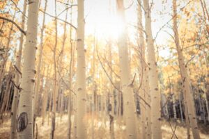 fall foliage aspen trees