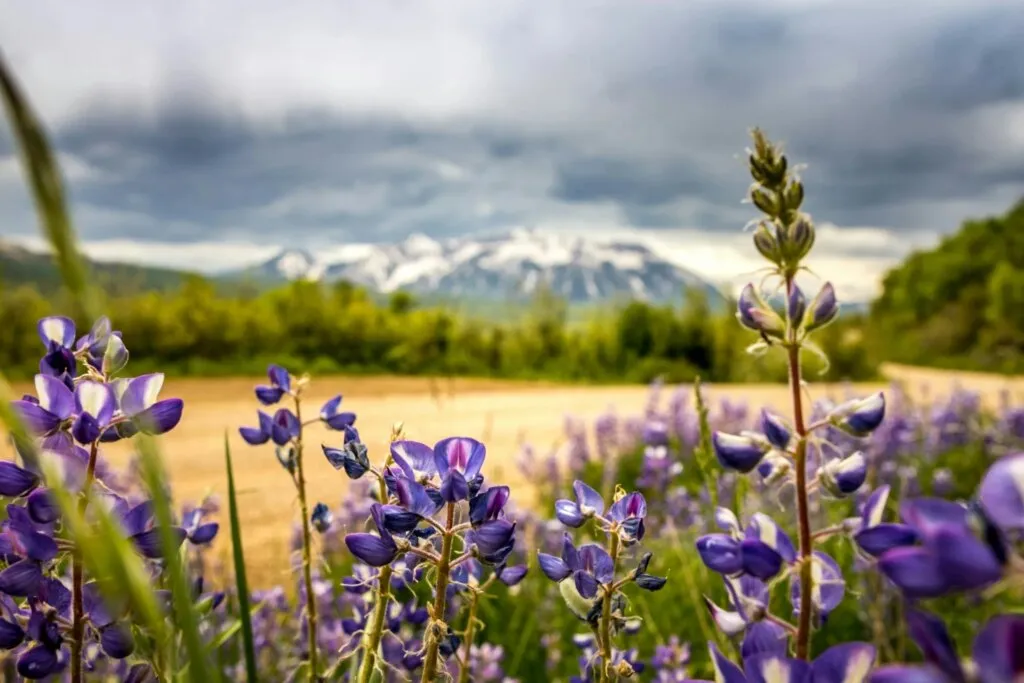 purple flowers in foreground of a snowcapped mountain